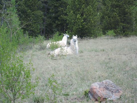 llamas