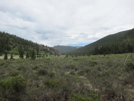 meadow