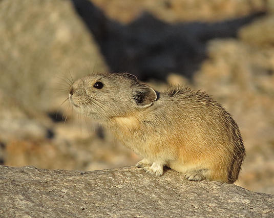American Pika