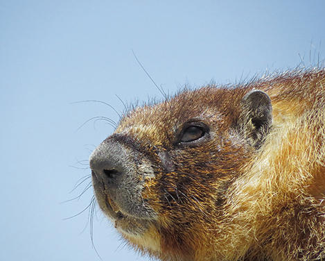 bull marmot face