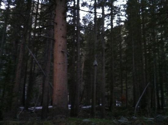 Bear hang