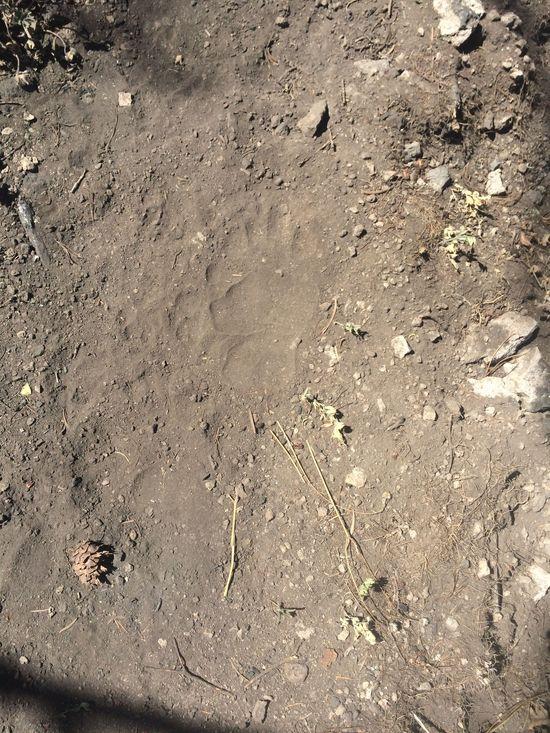 paw print