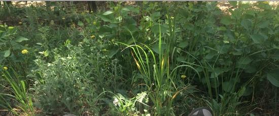 understory growth