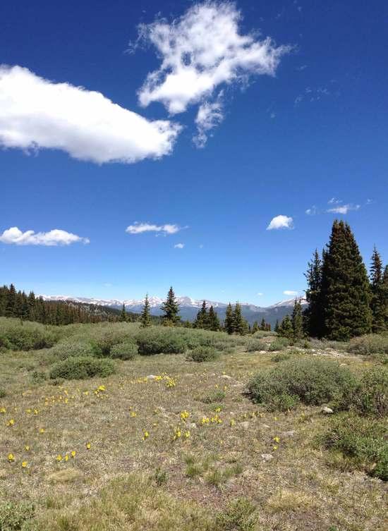 meadow