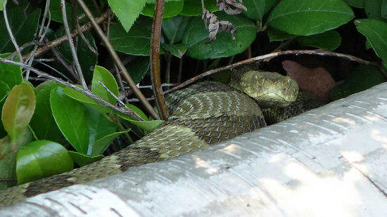 snake