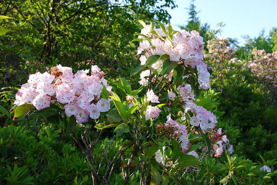Mountain Laurel