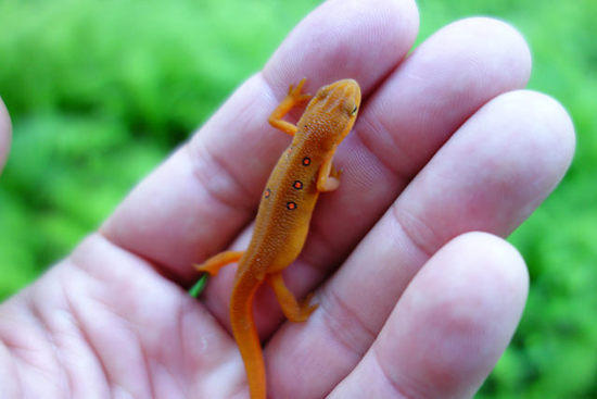 Salamander