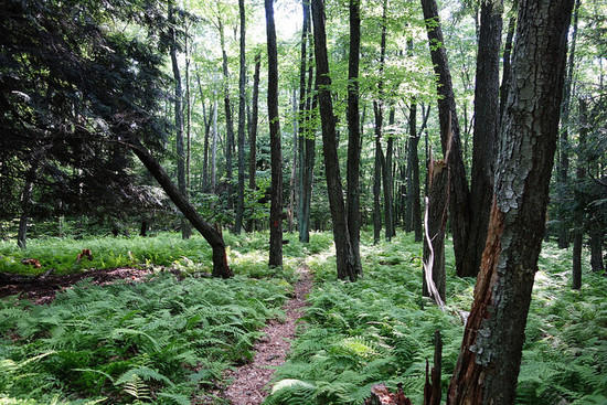 forest