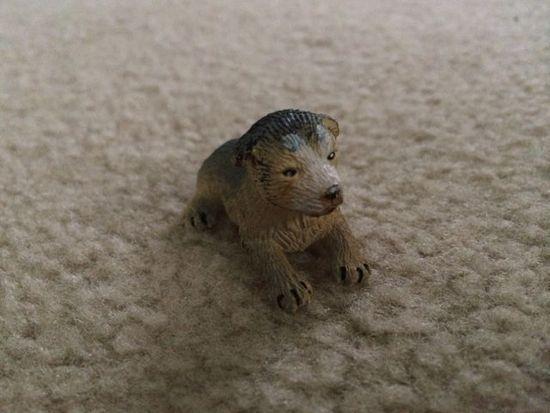 pup
