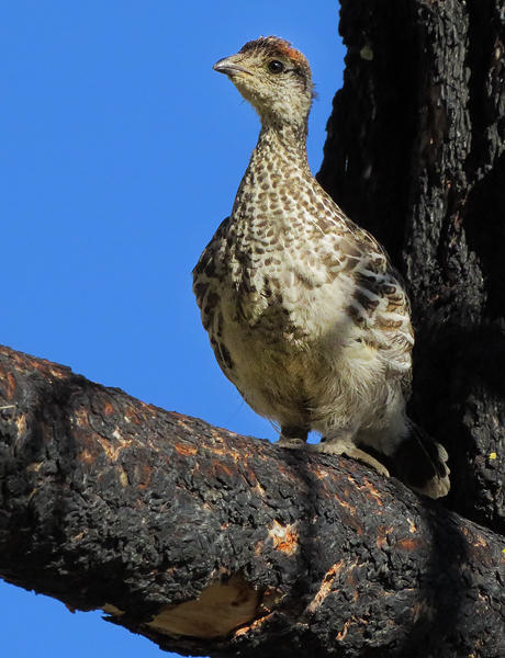 grouse