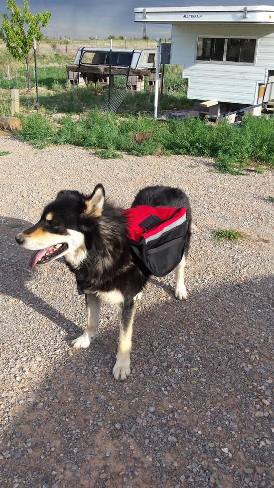 Buddy prepping for trail