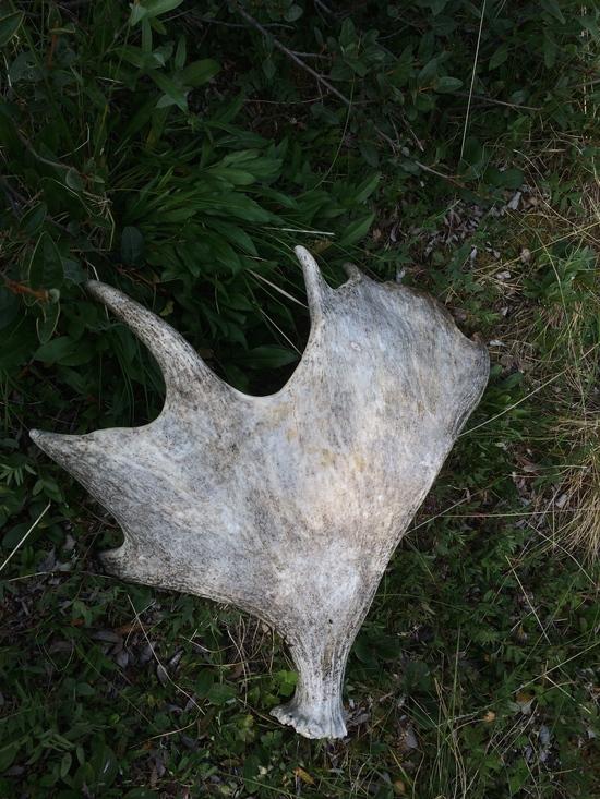 There were tons of Moose and Caribou antlers scattered throughout the route