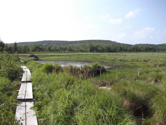 beaver pond