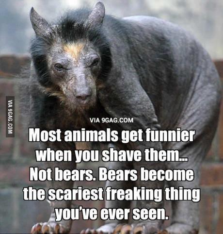 shaved bear