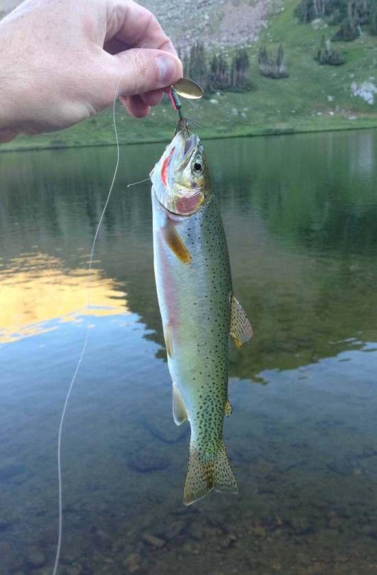 trout