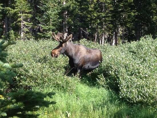 moose 2