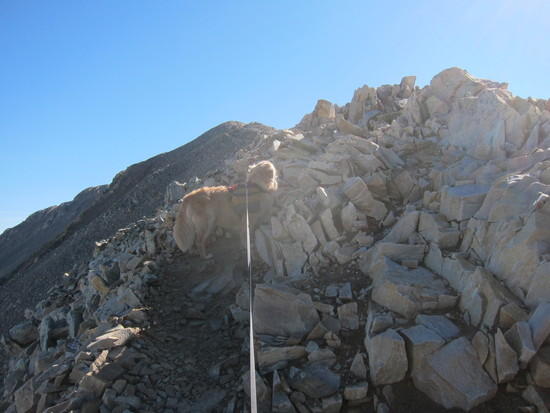 Butddy climbing Sherman