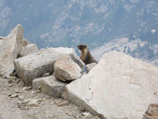 m for marmot