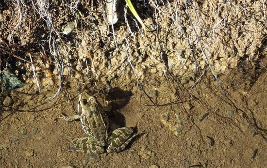 Taurus frog