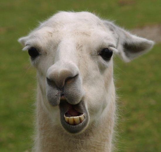 Llama