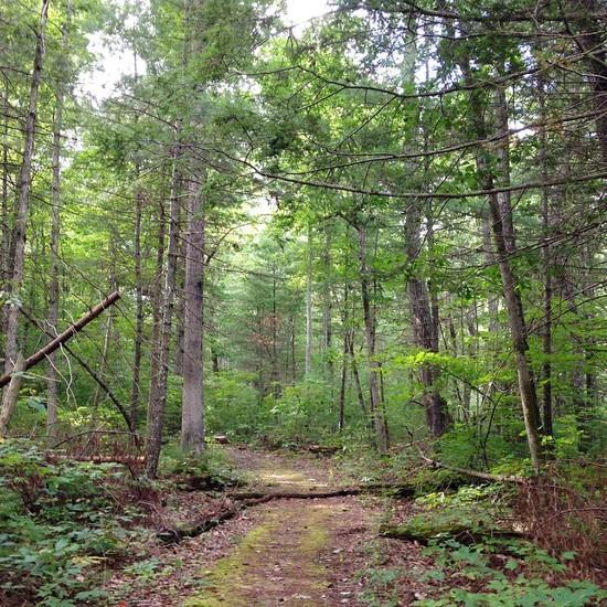 The trail on the way home