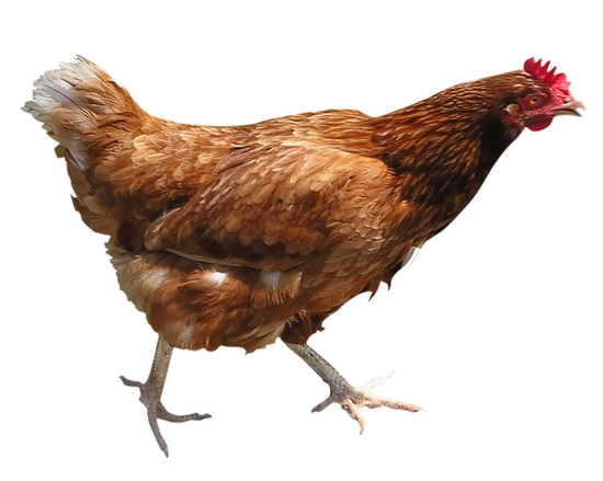 Chicken