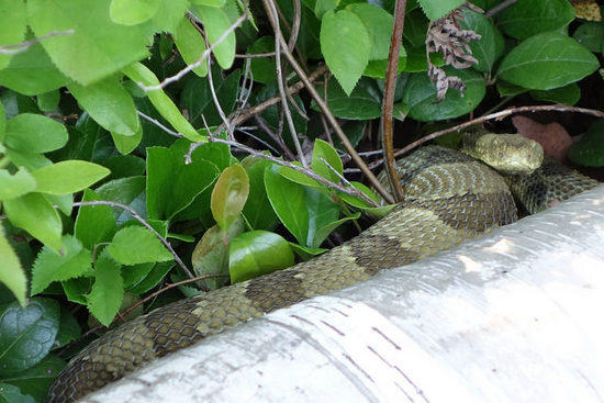 Rattler