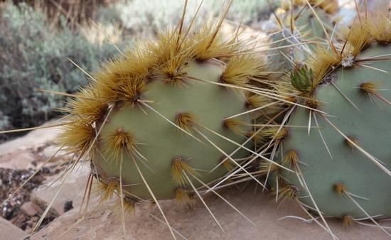 cactus showing glochids