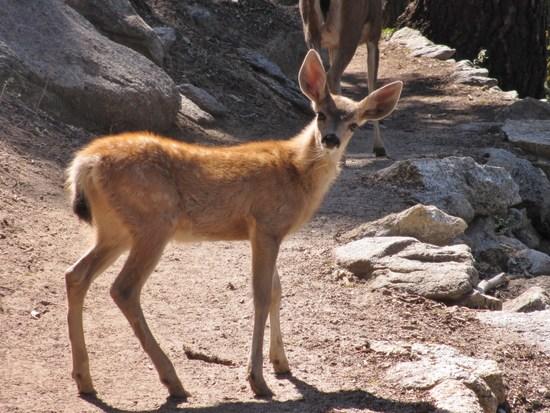 deer