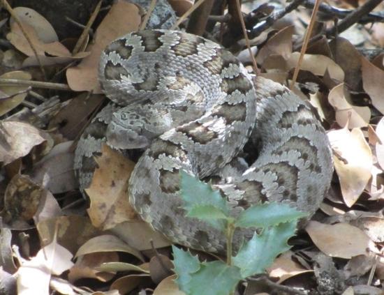 rattler