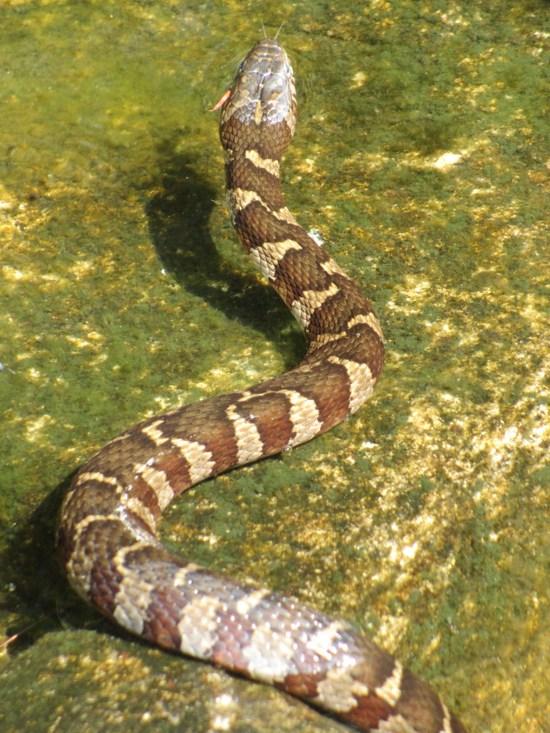 milk snake