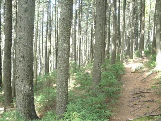 Max Israel St Forest