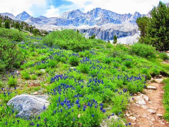 Wildflowers