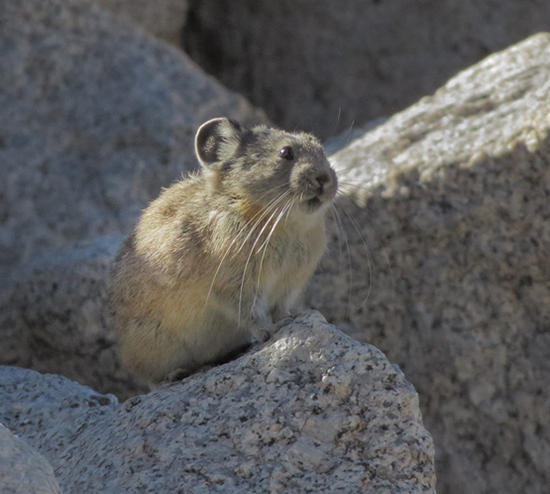 American Pika