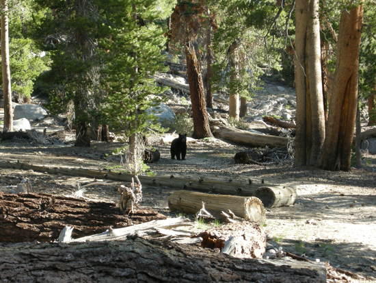 Bear