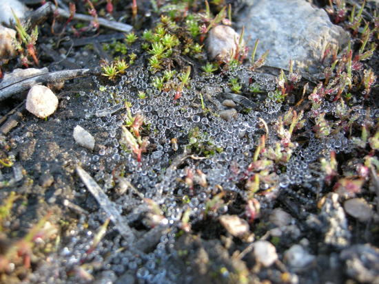 dew