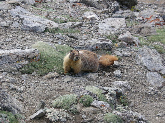 marmot