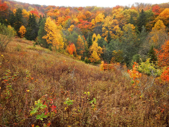open meadow just past Judy Springs junction