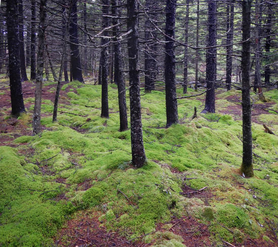 spruce and moss