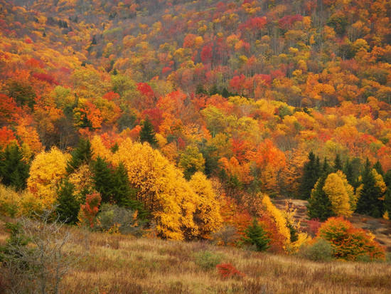 fall colors