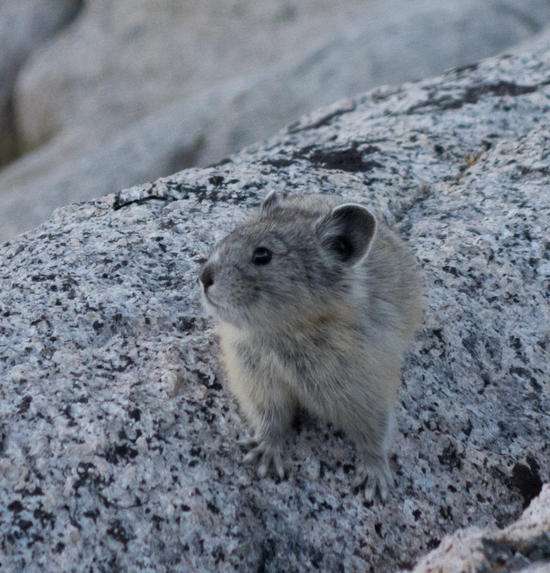 Pika