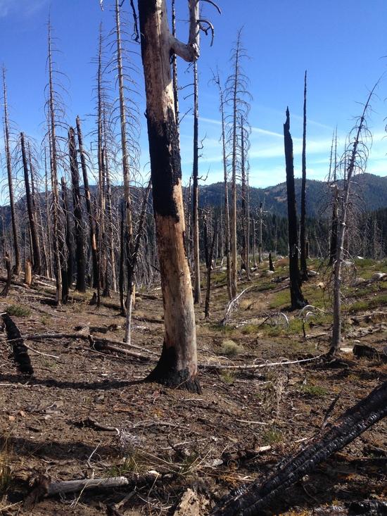 Burn Area, Caribou hike