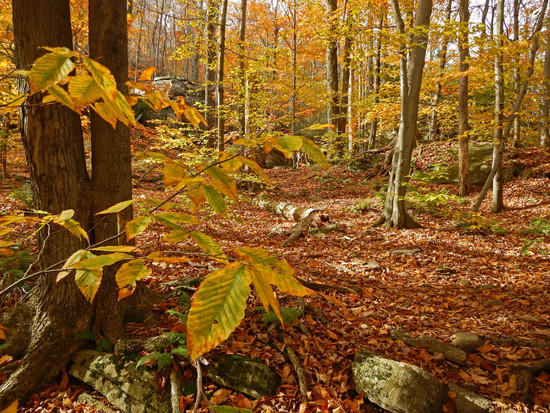 beech trees Wittenberg