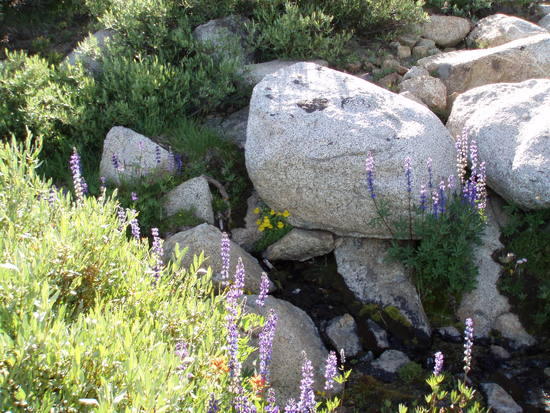 Zen garden
