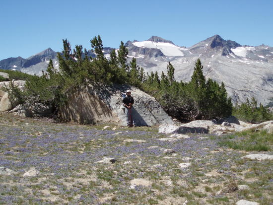 Lupines