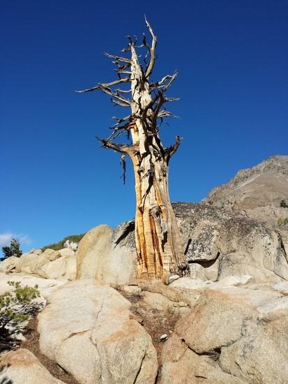 deadtree