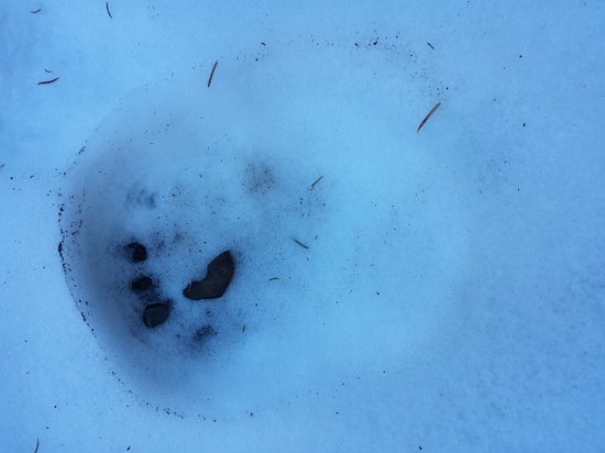 snow print