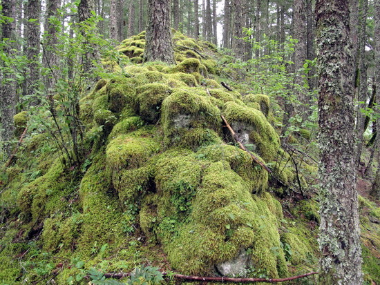 Mossy ridge on in Columbia River Gorge