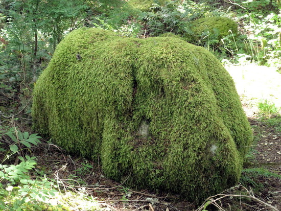 Mossy rock in Columbia River Gorge