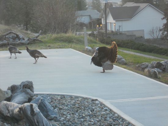 turkey